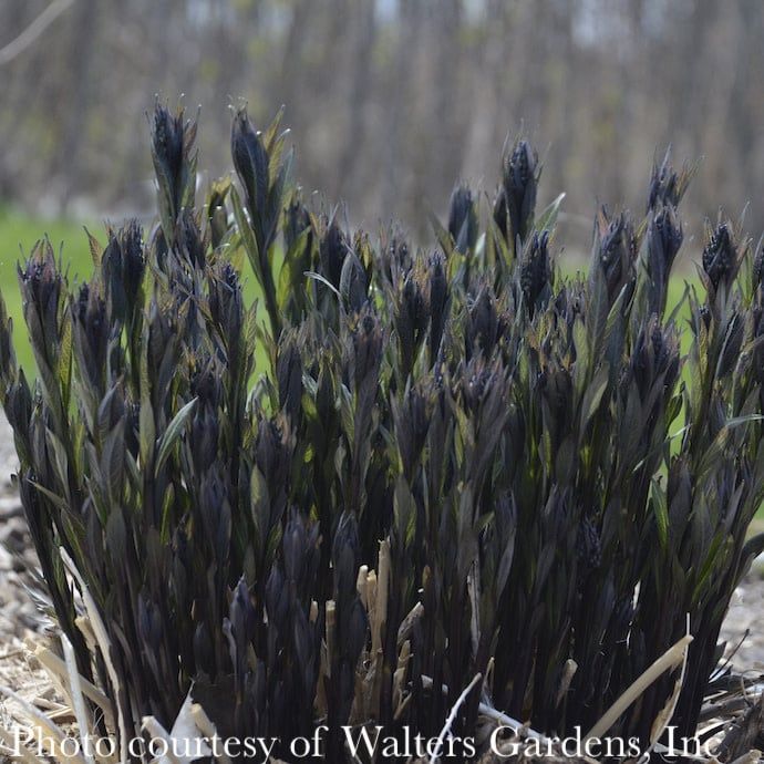 #1 Amsonia tab Storm Cloud/ Bluestar Native (TN)