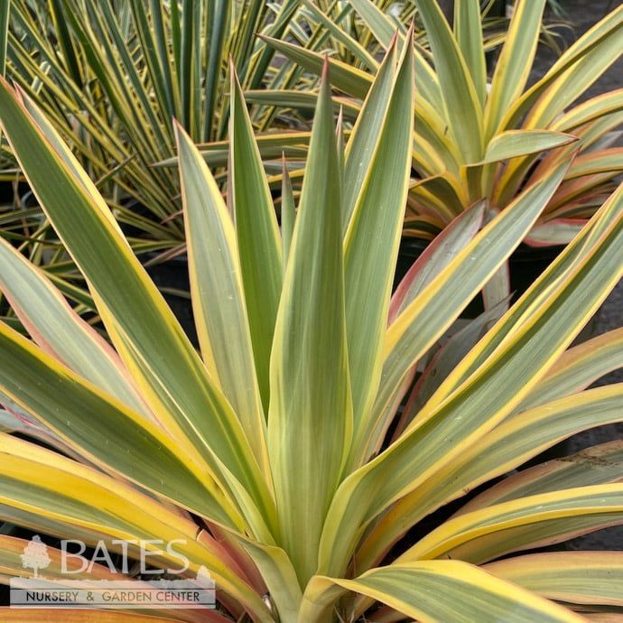 #5 Yucca glor var rec Bright Star/ Variegated Native (R)