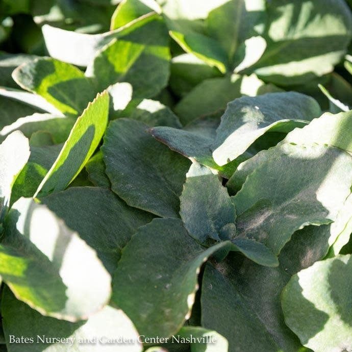 #1 Sedum telephium Matrona/ Stonecrop