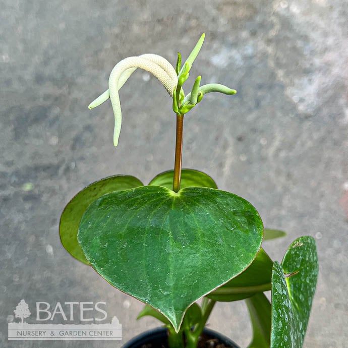 4p! Peperomia polybotra Raindrop  /Tropical