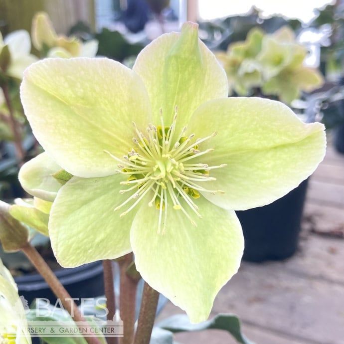 #1 Helleborus HGC Champion (Winter Bliss)/ White Lenten Rose