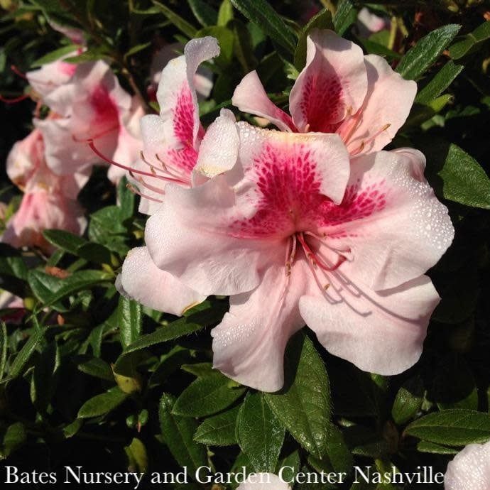 #3 Azalea x Encore Autumn Chiffon/ Repeat Dwarf Bi-color Pink