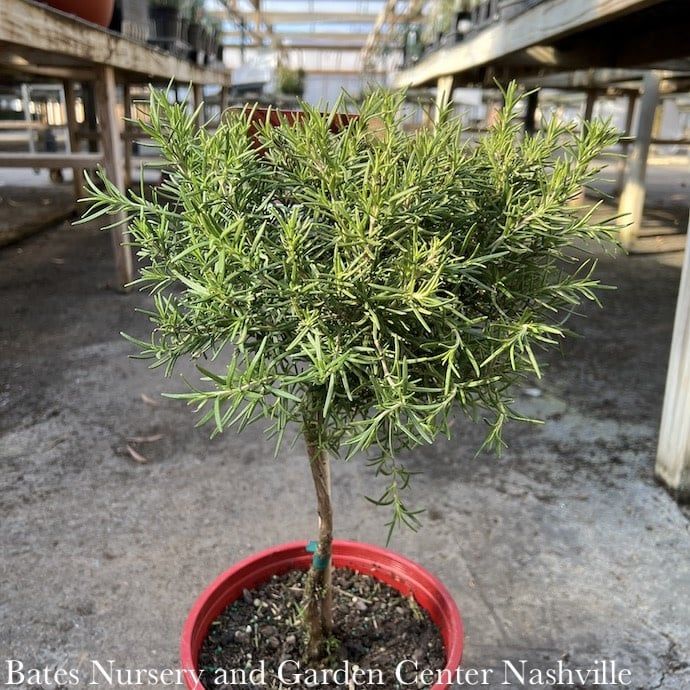 Holiday Topiary #2 PT Rosmarinus Tuscan Blue/ Rosemary Patio Tree - No Warranty