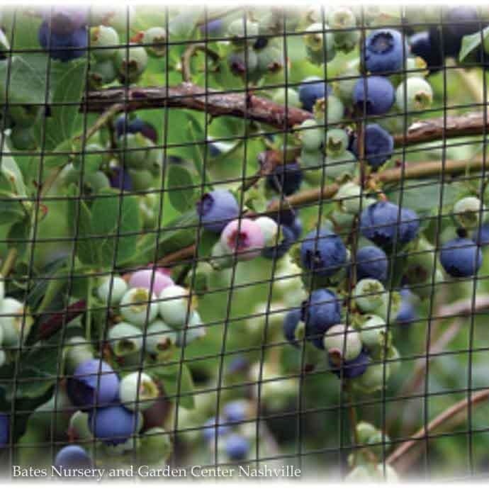 Bird-X Garden Netting 7&#39;x20&#39; Dalen