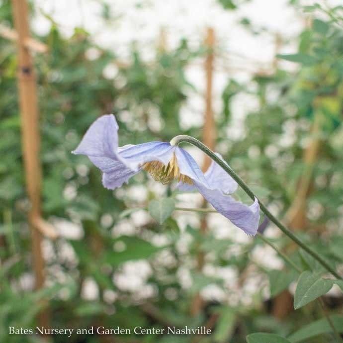 #1 Clematis integrifolia Blue Boy/ Nodding Bush Form