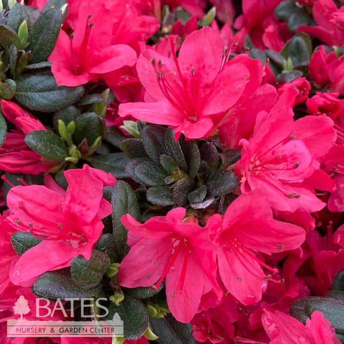 #3 Azalea x Christmas Cheer (Kurume hybrid)/ Bright Red