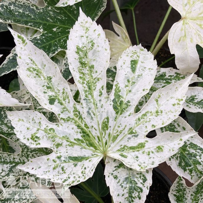 6p! Fatsia japonica Spider&#39;s Web / Variegated Japanese Aralia /Tropical