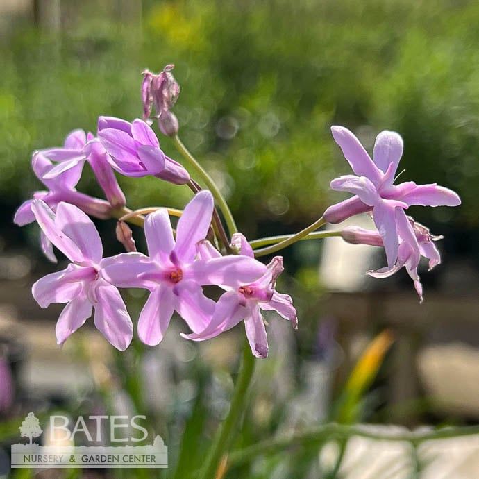 Tropical #1 Tulbaghia viol Society Garlic - No Warranty