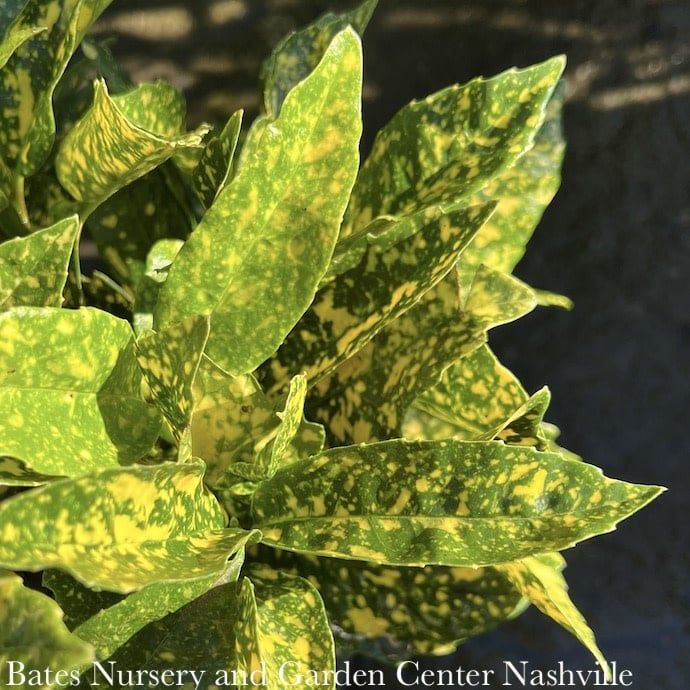 #2 Aucuba japonica Mr Goldstrike/ Variegated (Male)