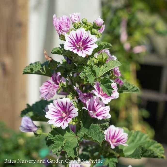 Seed Malva sylvestris Zebrina/ French Hollyhock Mallow