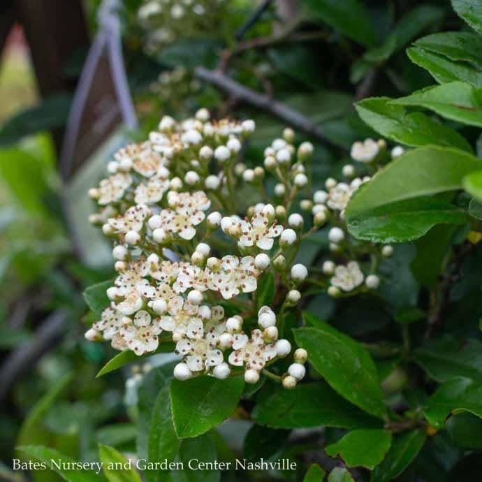 #5 Pyracantha aug Yukon Belle/ Firethorn  Bush Form