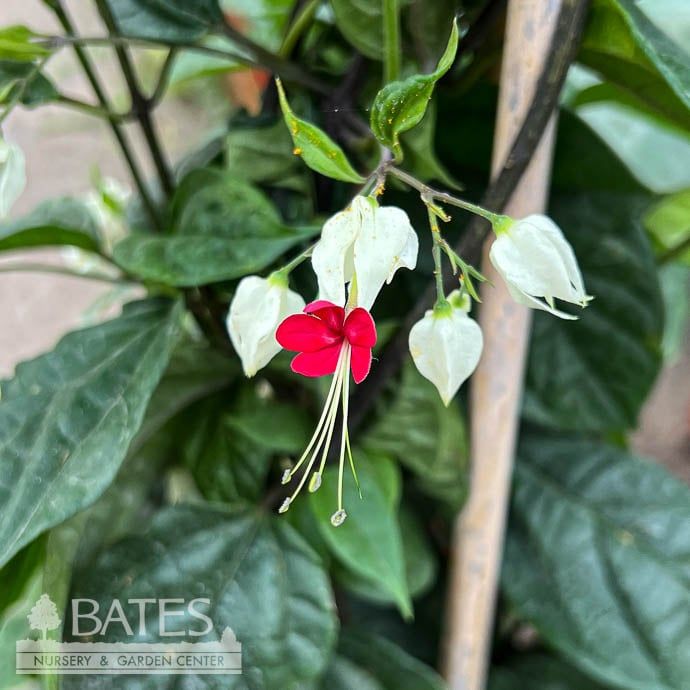 Tropical 10p! Bleeding Heart Trellis - No Warranty