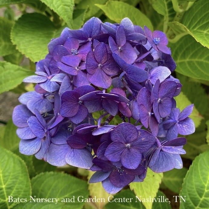 #2 Hydrangea mac Endless Summer &#39;Summer Crush&#39;/ Bigleaf Repeat