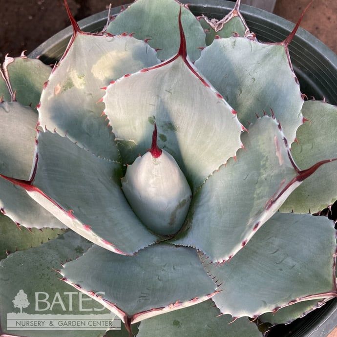 #2 Agave parryi var truncata/ Hardy Artichoke
