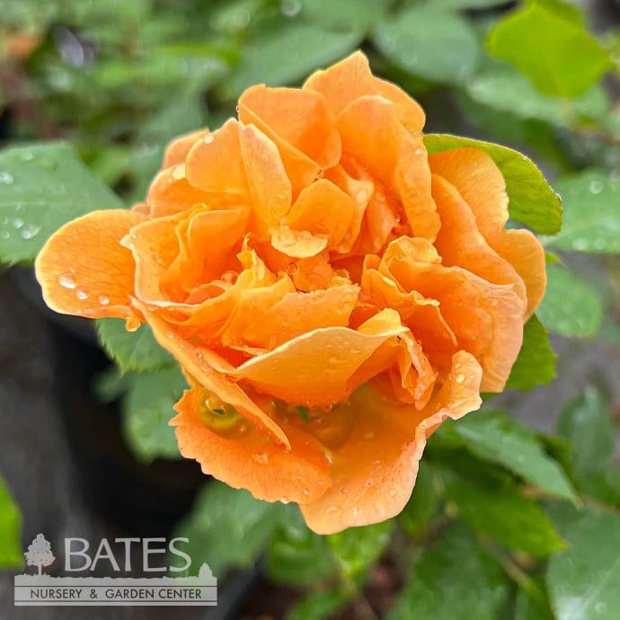 #3 Rosa Strike It Rich/ Gold, Red Grandiflora Rose - No Warranty