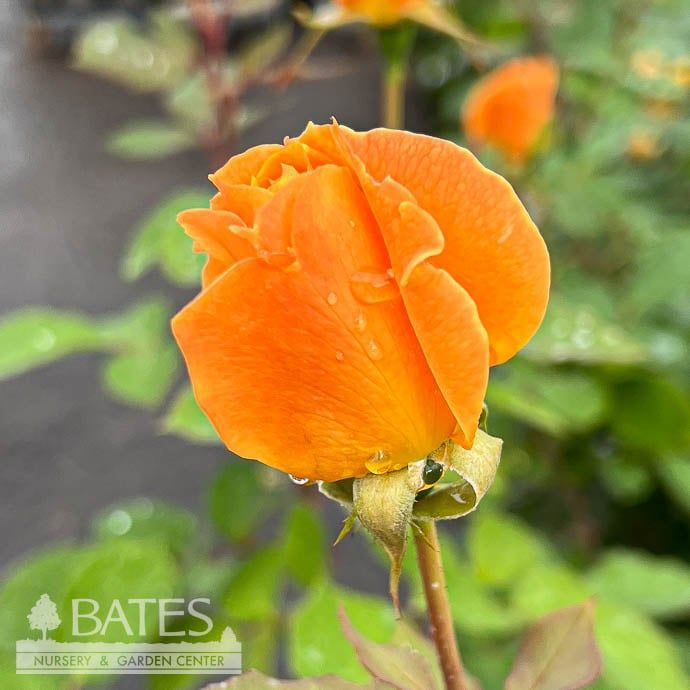 #3 Rosa Strike It Rich/ Gold, Red Grandiflora Rose - No Warranty