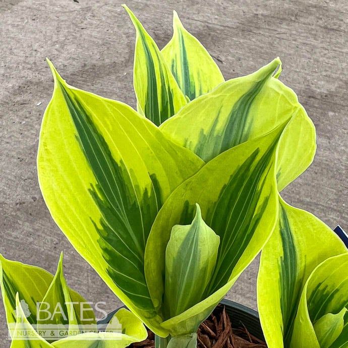 #1 Hosta El Nino/ Variegated Blue, White