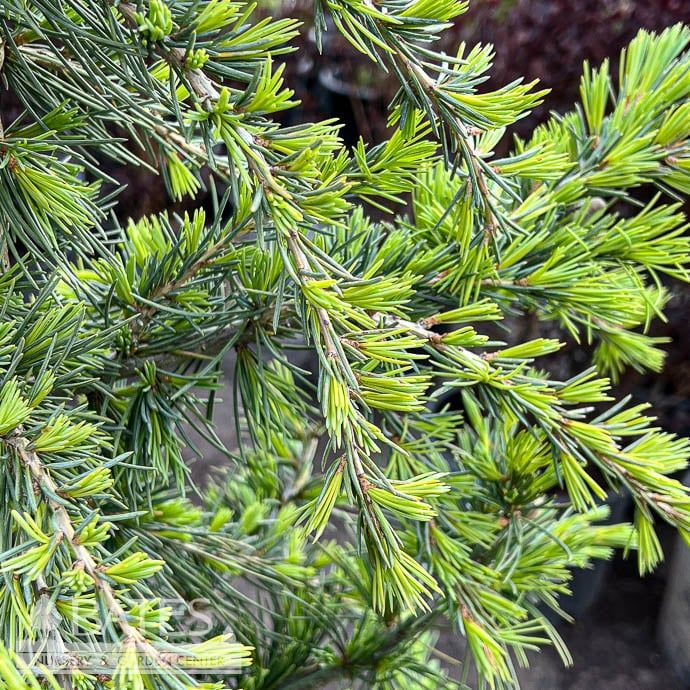#5 STK Cedrus deo Karl Fuchs/ Deodar Cedar