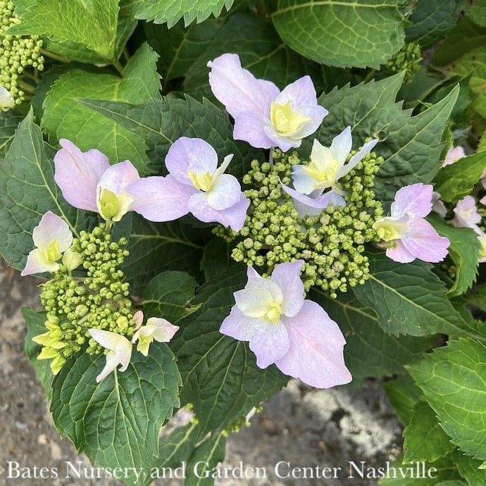 #3 Hydrangea serr PW Tuff Stuff AH-HA/ Mountain/ Lacecap Rebloom Blue to Pink