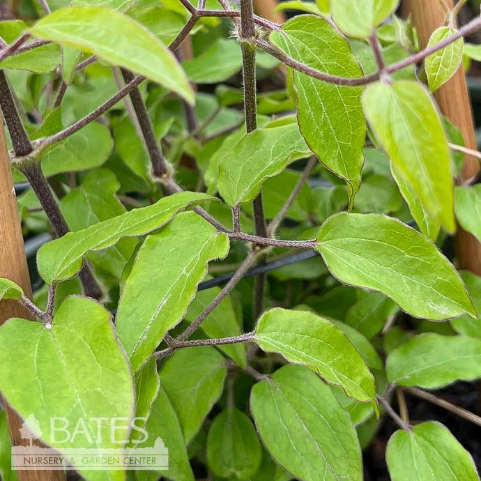 #2 Staked Clematis vitacella Boulevard &#39;Olympia&#39;/ Compact Purple