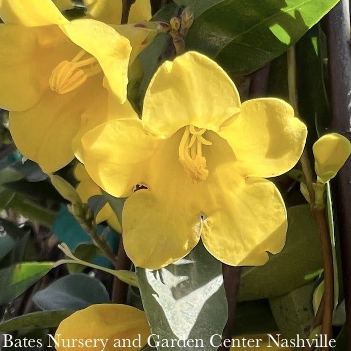 #1 Gelsemium sempervirens/ Carolina Jessamine, Jasmine Native (TN)