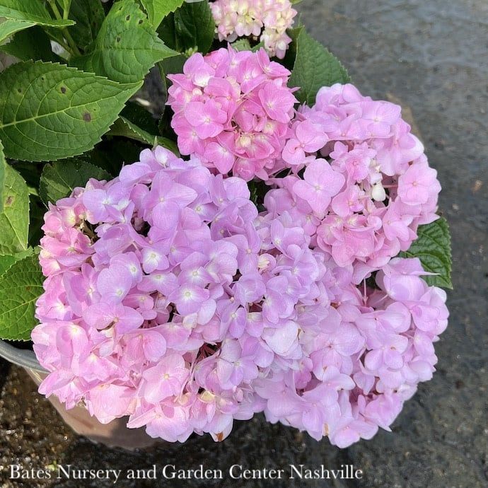 #2 Hydrangea mac Dear Dolores/ Bigleaf/ Mophead Rebloom Blue to Pink