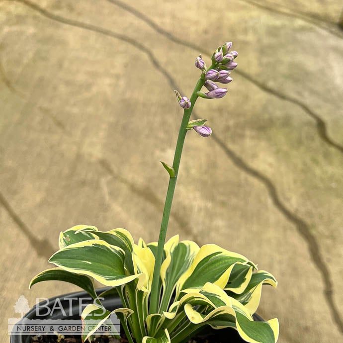 #1 Hosta School Mouse/ Dwarf Yellow Margins