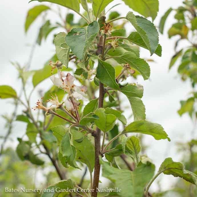 Edible #7 Malus dom Pink Lady/ Semi-dwarf MidSeason Apple