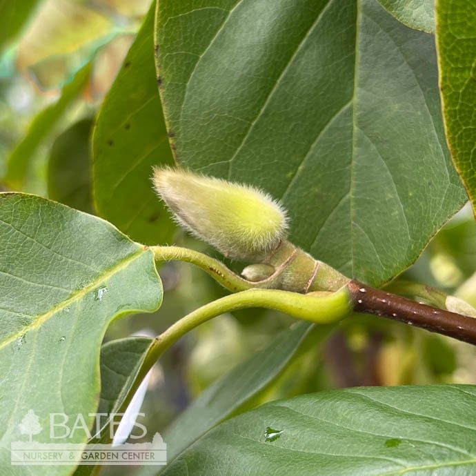 2&quot; caliper Magnolia acum x den Butterflies/ Yellow Deciduous