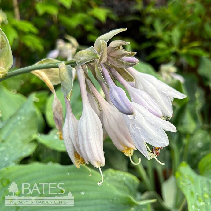 #1 Hosta x PW Shadowland Diamond Lake/ Blue