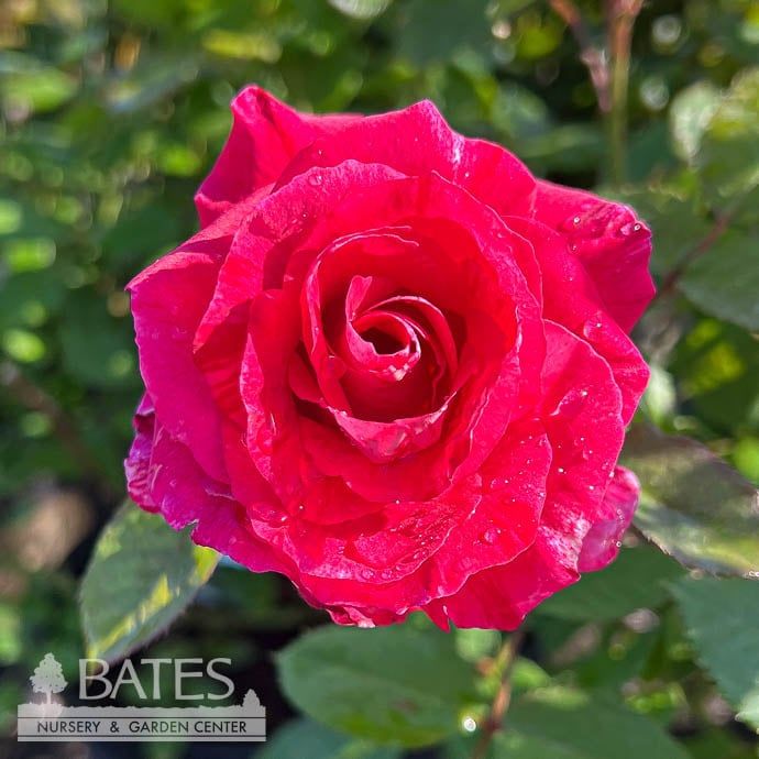 #3 Rosa Scentimental/ Red and White Floribunda Rose - No Warranty