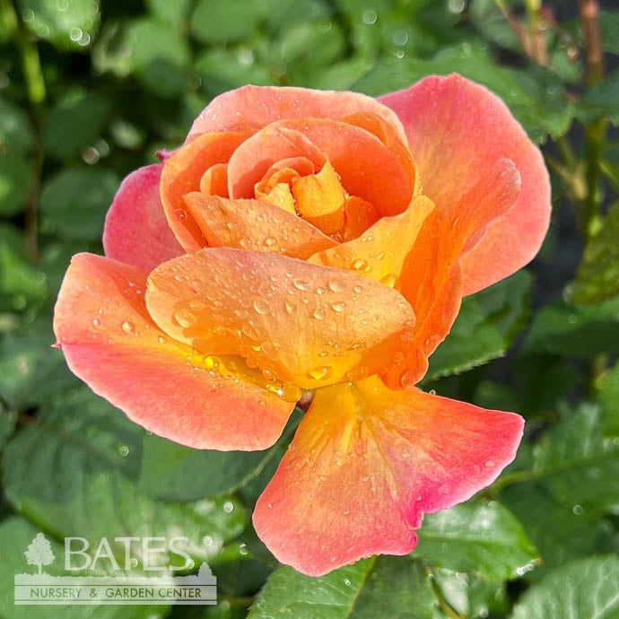 #3 Rosa Rosie the Riveter/ Orange Pink Floribunda Rose - No Warranty