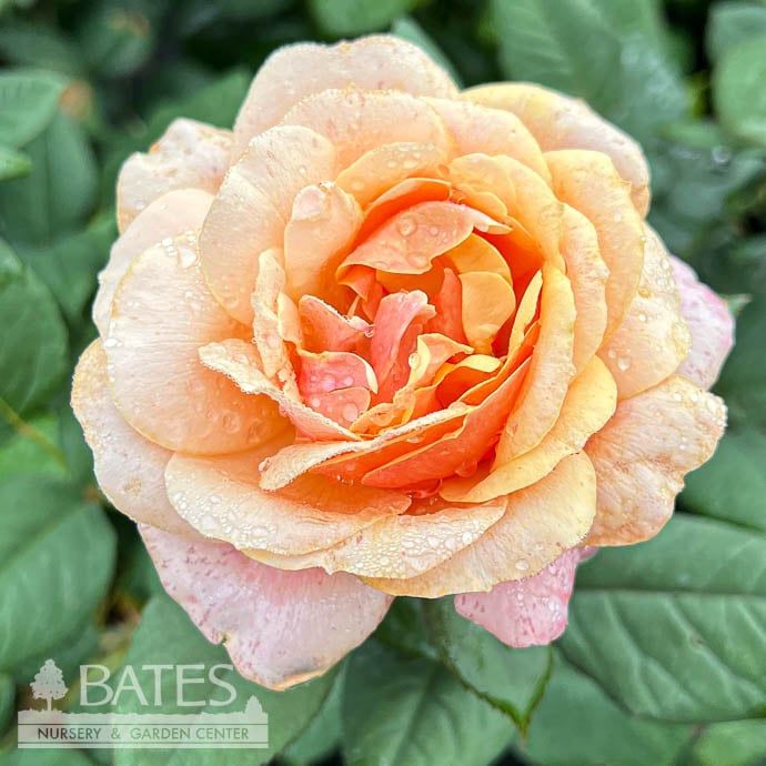 #3 Rosa State of Grace/ Pink, Gold Grandiflora Rose - No Warranty