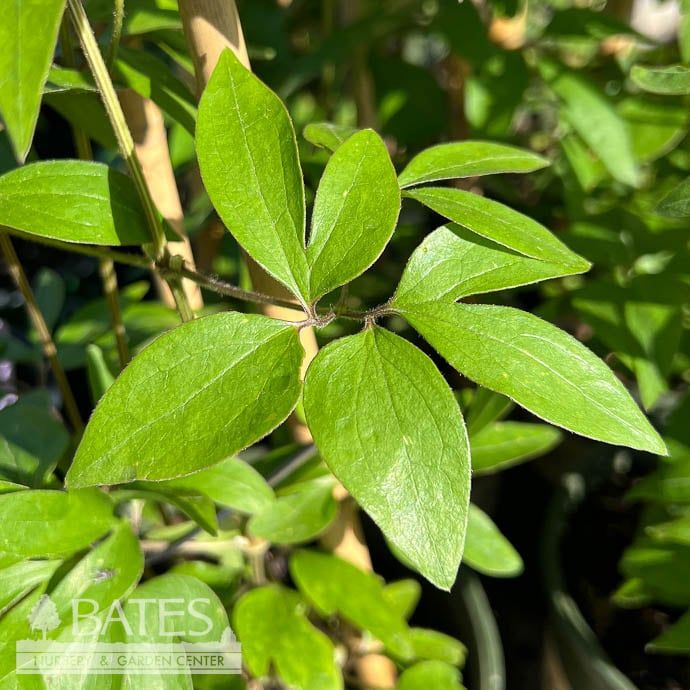 #1 Clematis x Vancouver &#39;Fragrant Star&#39;/ White