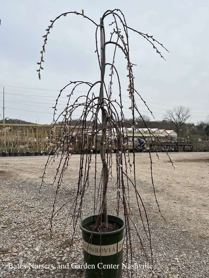 #5 Salix caprea Pendula / Weeping Pussy Willow