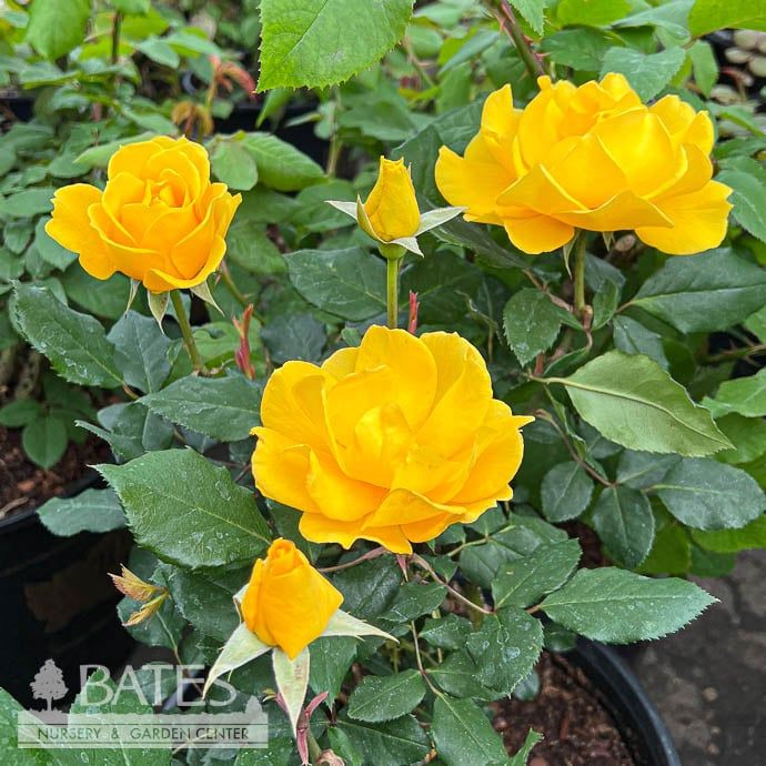 #3 Rosa Henry Fonda/ Yellow Hybrid Tea Rose - No Warranty