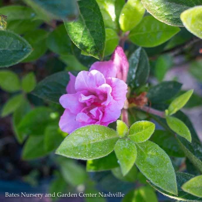 #3 Azalea x Encore Autumn Carnation/ Repeat Bubblegum Pink