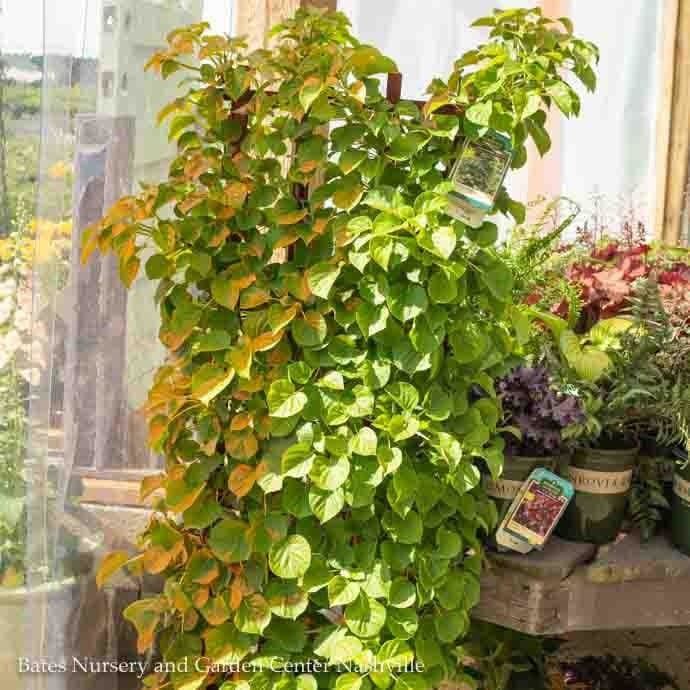Topiary Espalier #5 Hydrangea anomala petiolaris/ Climbing on Trellis
