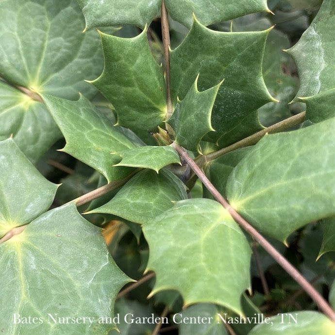 #5 Mahonia bealei/ Leatherleaf