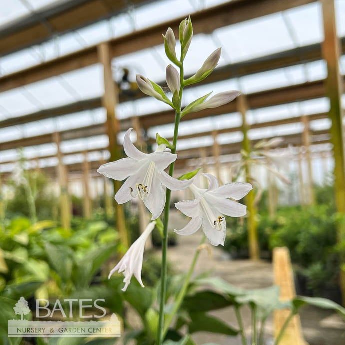 #1 Hosta Abiqua Drinking Gourd