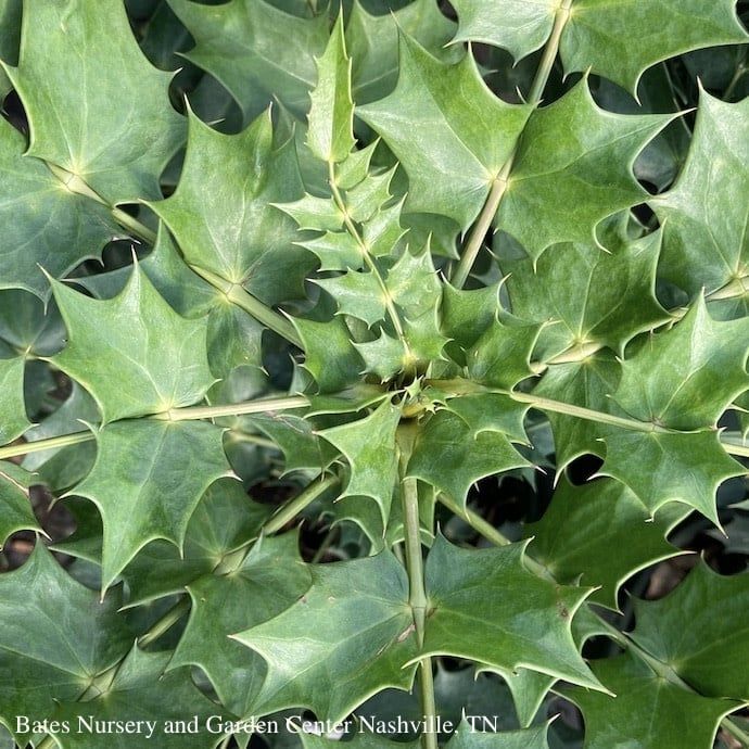 #2 Mahonia x media Charity/ Hybrid