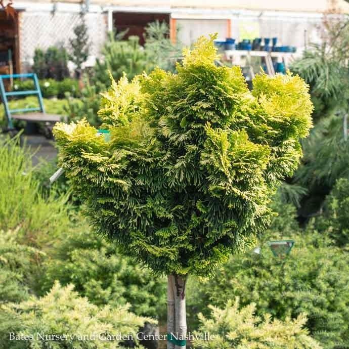 Topiary Patio Tree #3 24&quot; Chamaecyparis obt Nana Lutea/ Golden Hinoki Falsecypress