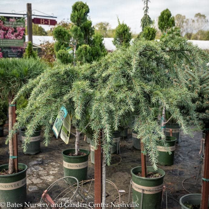 Topiary Patio Tree #5 Cedrus deo Feelin&#39; Blue/ Deodar Cedar