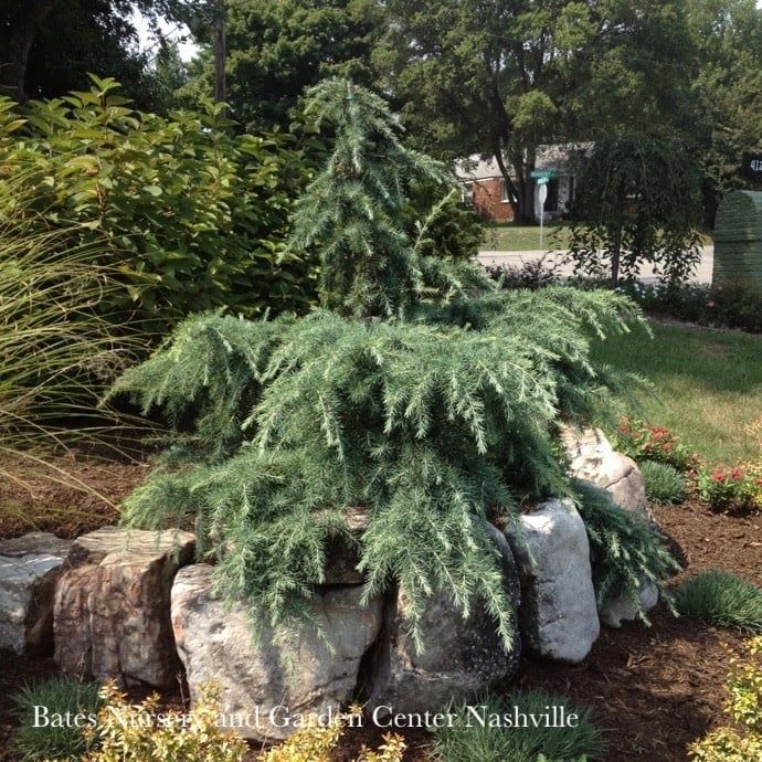 Topiary Patio Tree #5 Cedrus deo Feelin&#39; Blue/ Deodar Cedar
