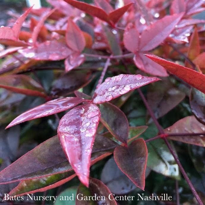 #3 Nandina dom Harbor Belle/ Dwarf Heavenly Bamboo