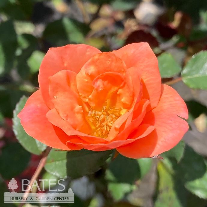 #3 Rosa CORAL Knock Out/ Shrub Rose - No Warranty