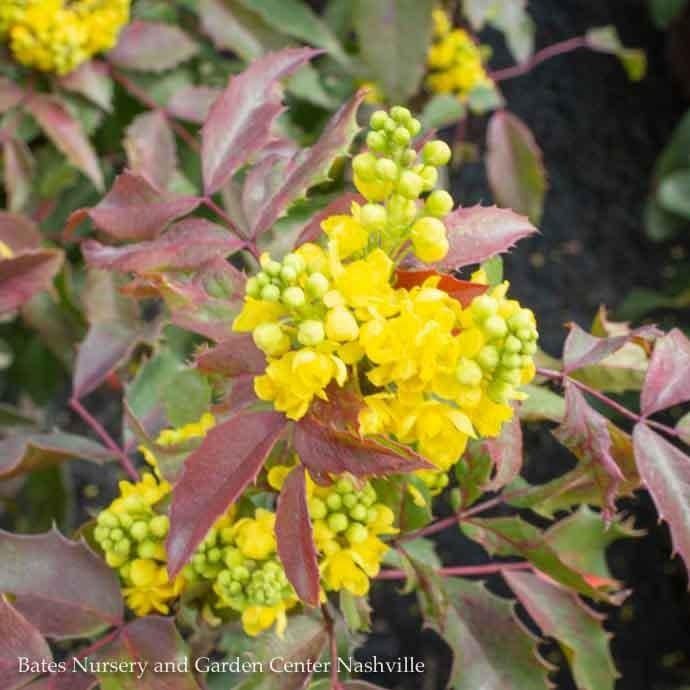 #2 Mahonia aquif Compacta/ Oregon Grape Holly