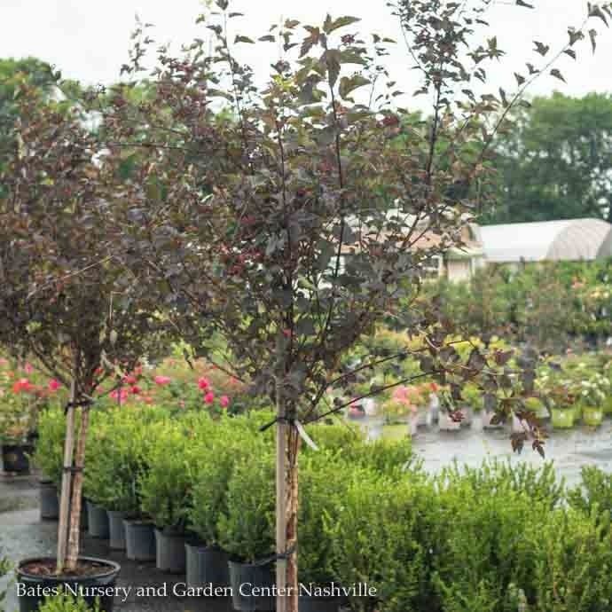 Topiary Patio Tree #15 Physocarpus opul Diabolo/ Ninebark Native (TN)