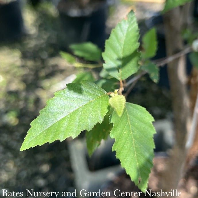 #30 CLUMP Betula nigra Dura Heat/ River Birch Native (TN)