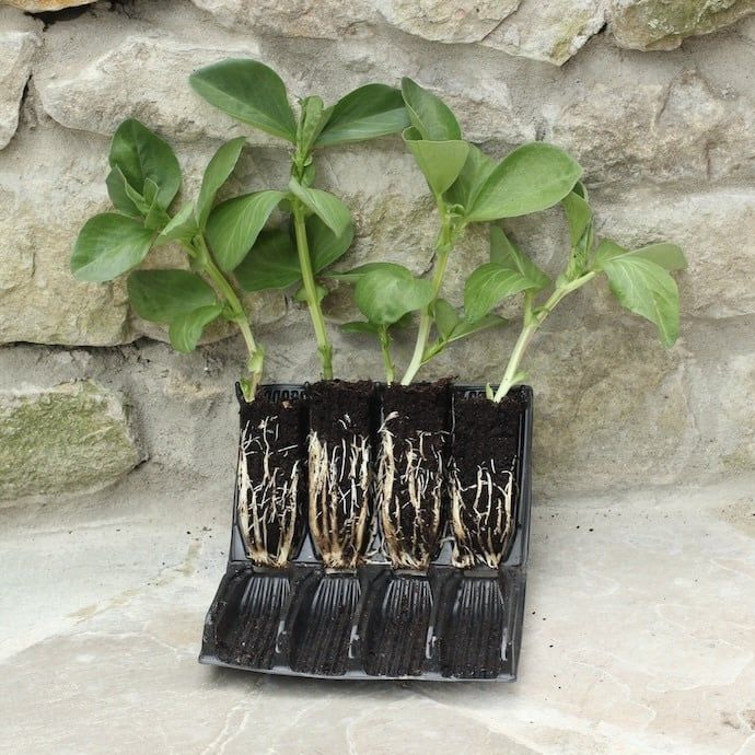 Deep Rootrainers for Seeding 32cells /5&quot; deep Re-useable